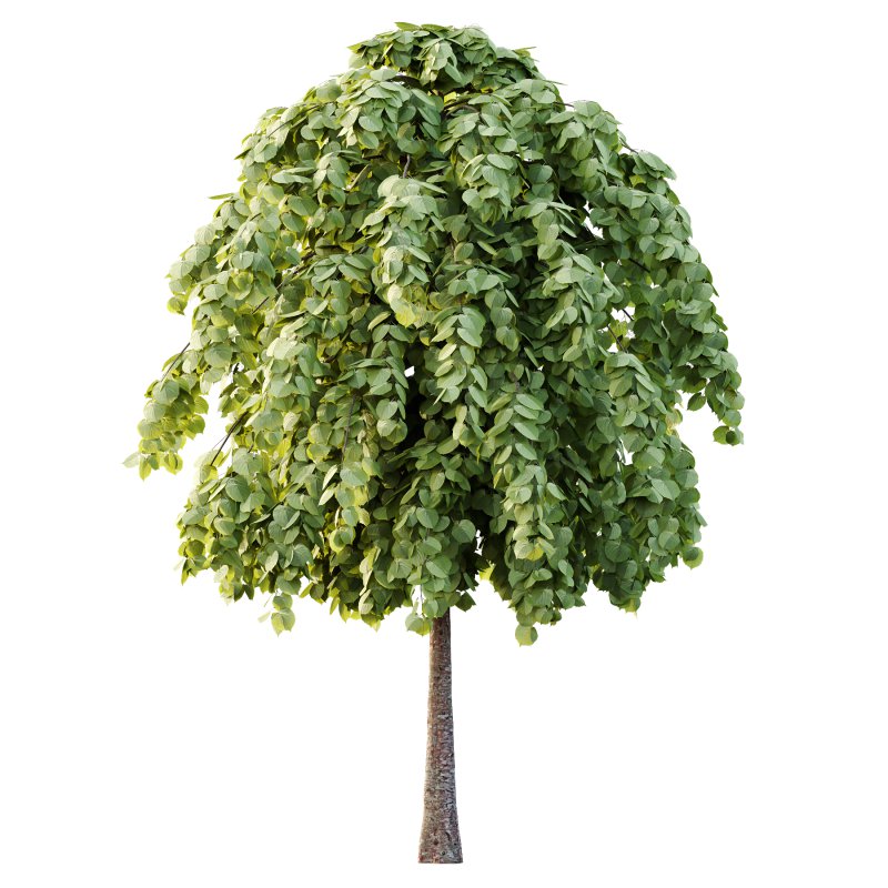 Tilia platyphyllos Tree 14 - Image 3