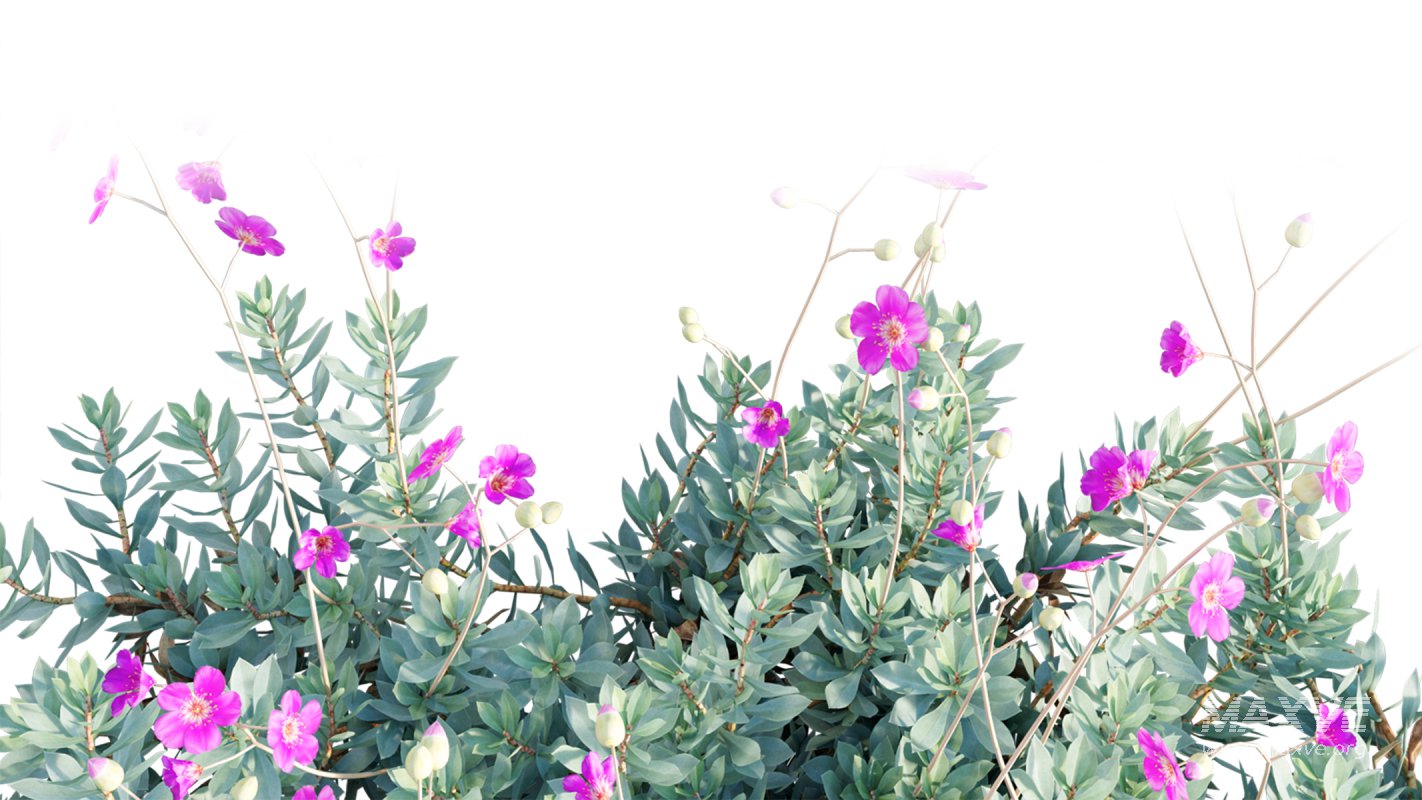 Collection 11 – Ground cover – Vines and Creepers - Image 19