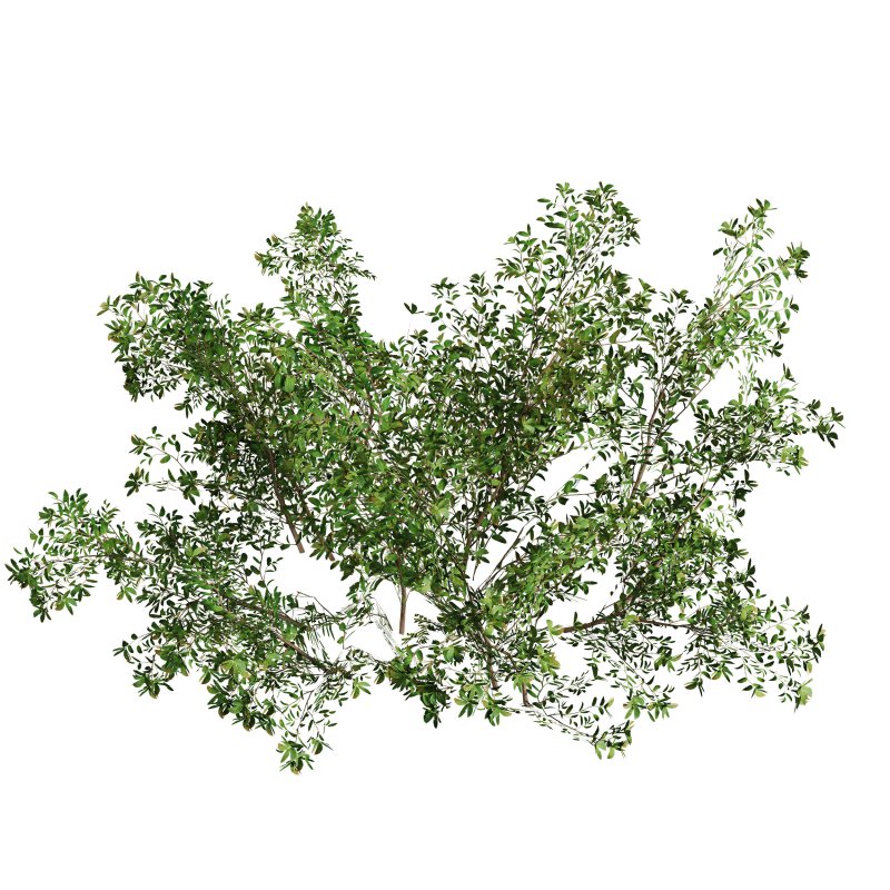 Green shrub natural pack - Image 6