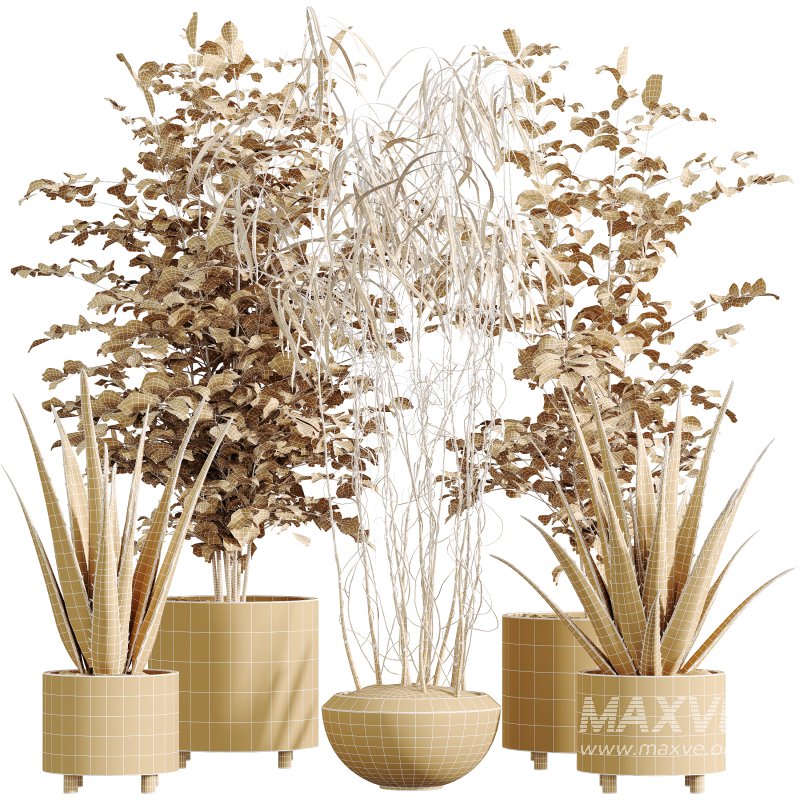 AV Indoor Plants Set 331 Ficus Dracaena Marginata and Alnus Glutinosa Alder and Aloe Vera - Image 8