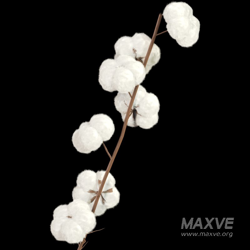 A Bouquet of Cotton - Image 4