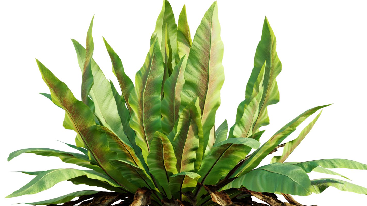 Collection 09 – Fern Garden - Image 11