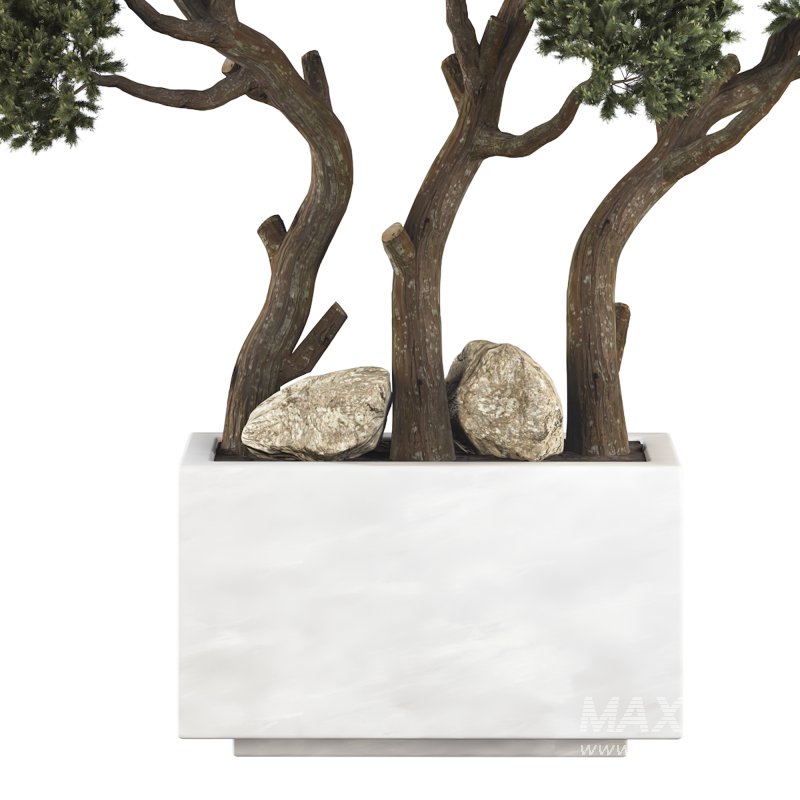Topiary Pine Tree Set - Image 5