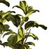 Bonsai Jungle Fiddle Ficus Tree - Thumbnail 4