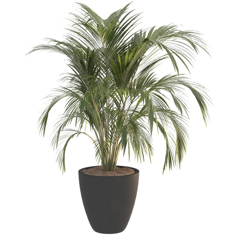 Black Metal Plant Set - Image 8