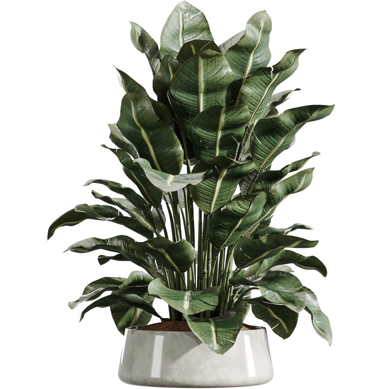 AV Indoor Plants Set 361 Zamiifolia and Areca Palm and Bird Of Paradise and Briful Pachira - Image 3