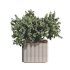 Lemon Tree in Pot Collection - Thumbnail 5