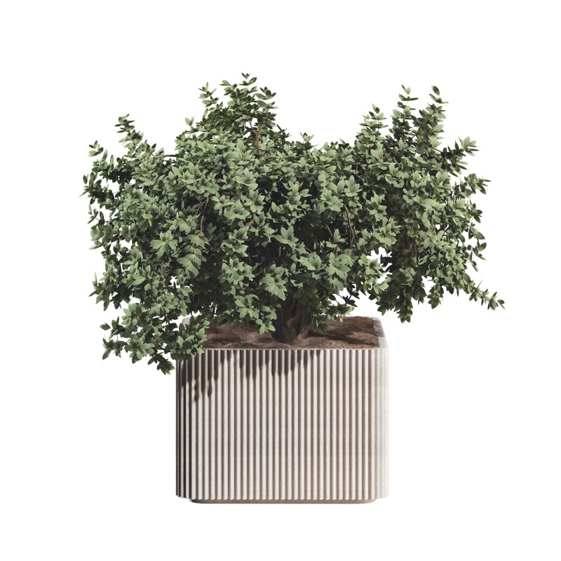 Lemon Tree in Pot Collection - Image 5