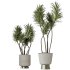 AV Indoor Plants Set 353 Spineless Yucca and Mission olive and Ravenala Banana - Thumbnail 1