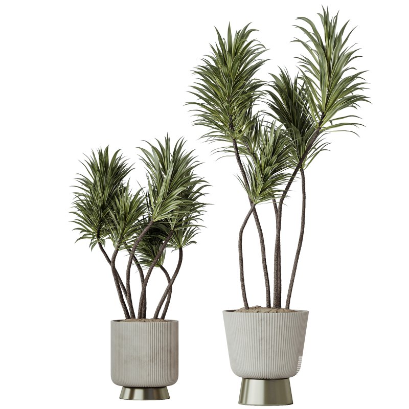 AV Indoor Plants Set 353 Spineless Yucca and Mission olive and Ravenala Banana - Image 1