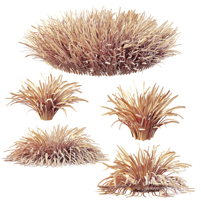 ntal grasses are widely used in landscaping for ground cover, edging, and creating natural textures in gardens. The set offers realistic density and organic variation, making it ideal for exterior design, botanical compositions, and architectural visualizations. With clean topology and 4K textures, these models ensure both high performance and lifelike detail. - Image 10