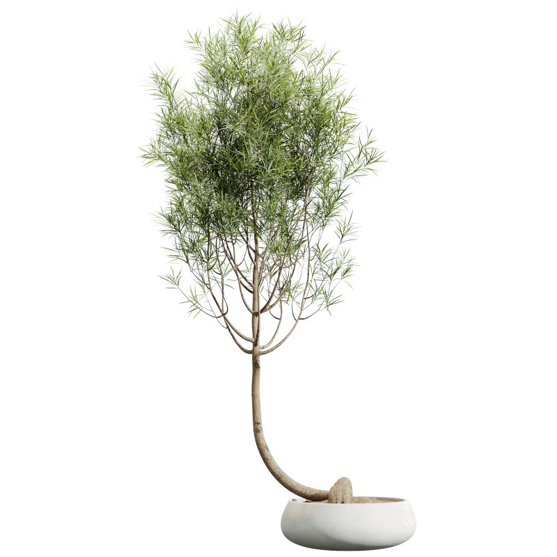 AV Indoor Plants Set 344 Ficus Marginata and Cactus Euphorbia Trigona - Image 5