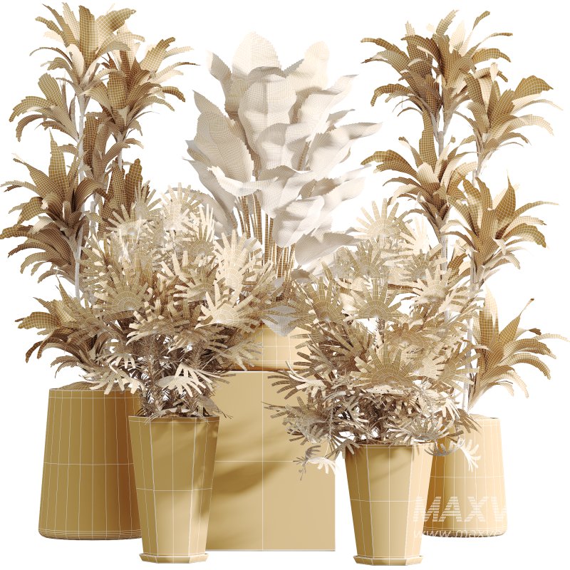 AV Indoor Plants Set 318 Rhapis Excelsa Lady Palm and ParadiseBird and Dracaena Warneckii - Image 5