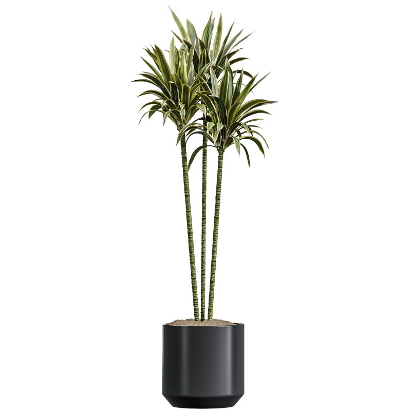 AV Indoor Plants Set 337 Dracaena Lemon and chefflera Umbrella and Rhapis Excelsa Palm - Image 3