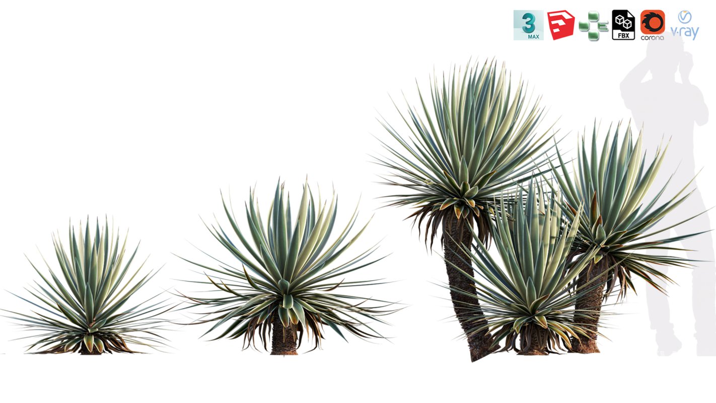 Collection 12 – Desert Garden - Image 7