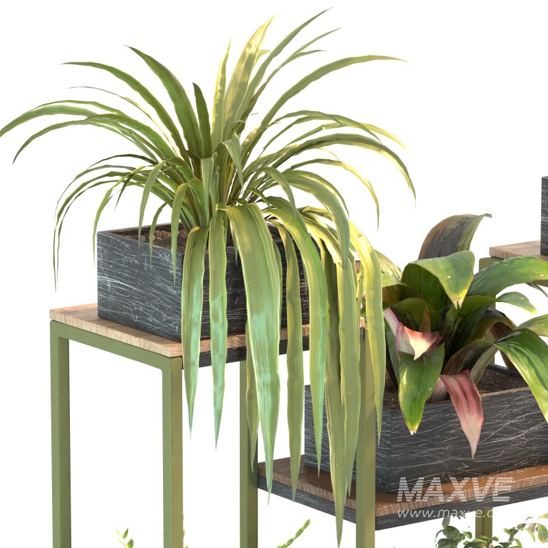 Plant Set 08 - Image 2