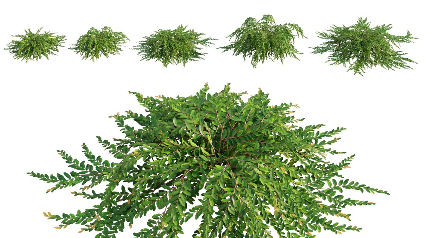 Collection 06 – Japanese Garden - Image 15