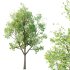 Celtis australis Tree 04 - Thumbnail 3
