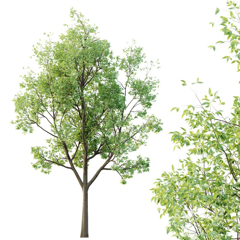 Celtis australis Tree 04 - Image 3