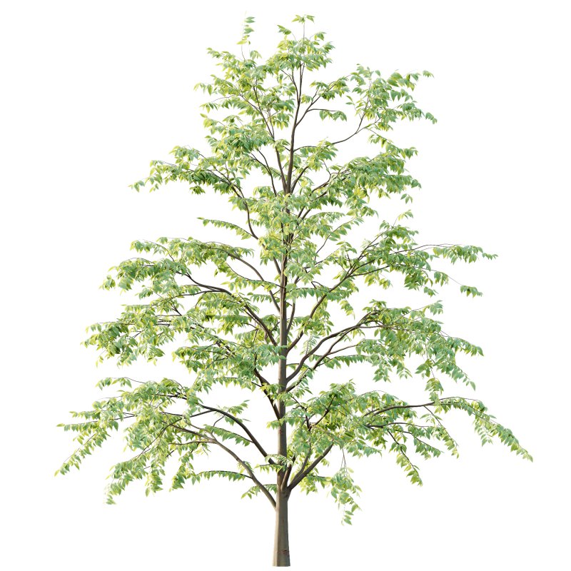 Celtis australis Tree 06 - Image 3