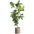 Bonsai Jungle Ficus Fiddle Leaf Fig 446 - Thumbnail 5