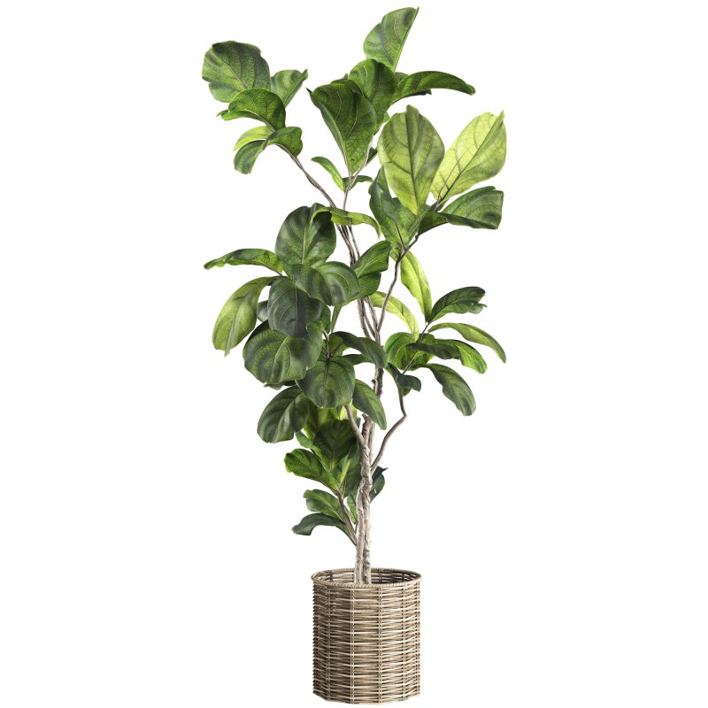 Bonsai Jungle Ficus Fiddle Leaf Fig 446 - Image 5