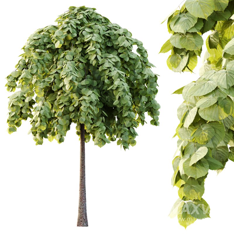 Tilia platyphyllos Tree 14 - Image 7