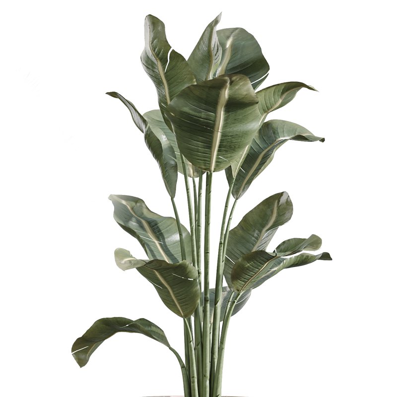 AV Indoor Plants Set 257 Dracaena Marginata and Olive and Bird of paradise - Image 4