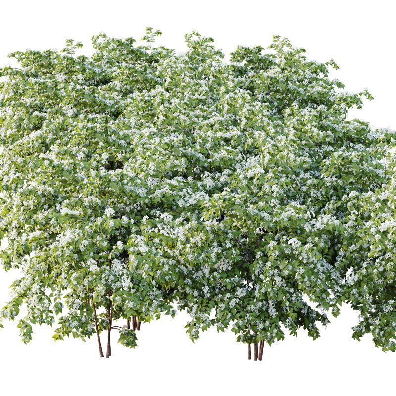 Philadelphia Bush 02 - Image 5