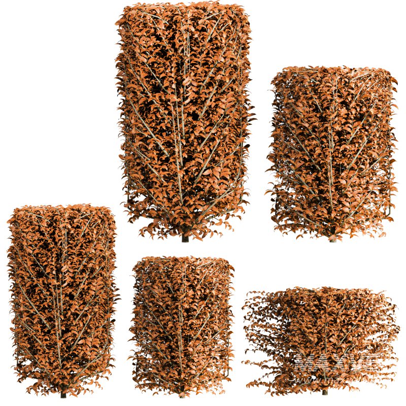 Autumn Bush Plants Set - Image 3