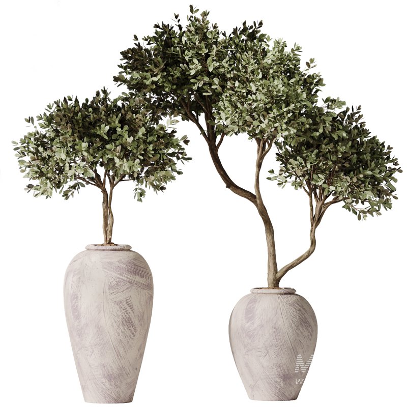 AV Indoor Plants Set 359 Dracaena Warneckii and Olive Tree and Lutea Cuban Cigar and Ficus Marginata - Image 2