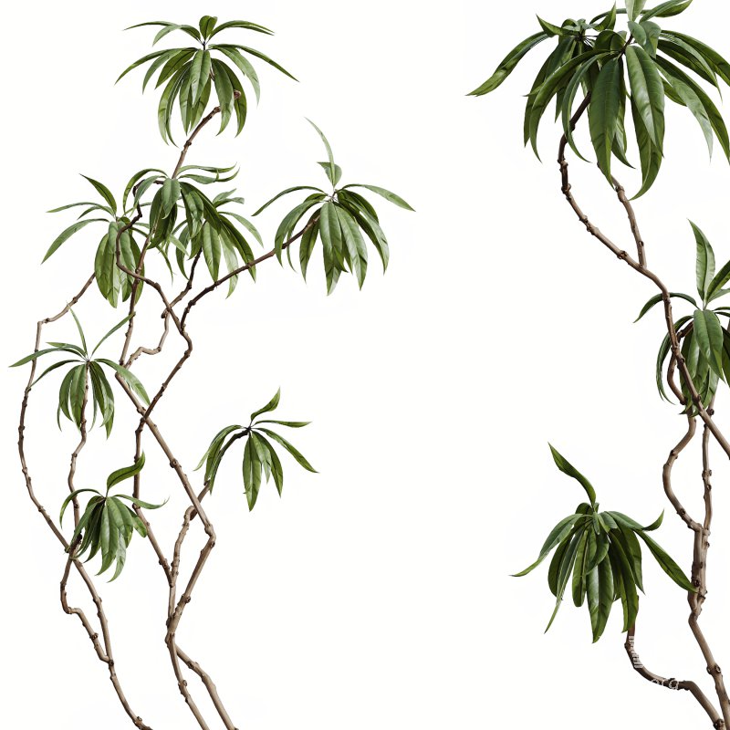 AV Indoor Plants Set 349 Ficus Dracaena Marginata and Olive and Robusta Abidjan - Image 4