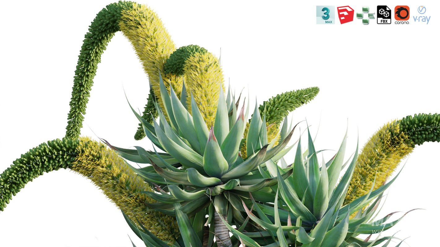 Collection 12 – Desert Garden - Image 10