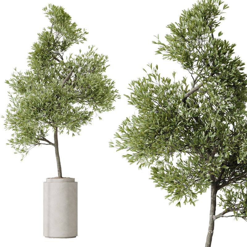 AV Indoor Plants Set 349 Ficus Dracaena Marginata and Olive and Robusta Abidjan - Image 5