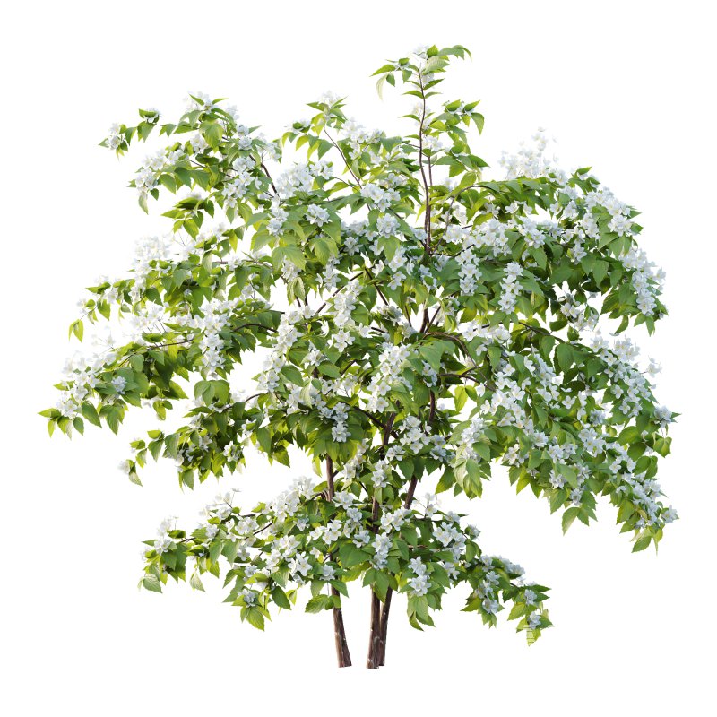 Philadelphia Bush 01 - Image 3