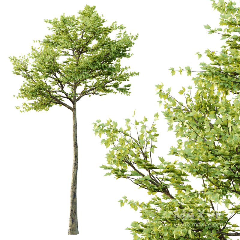 Sycamore Platanus Tree 03 - Image 2