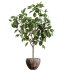 AV Indoor Plants Set 345 Ficus Dracaena Marginata and Alnus Alder Betulaceae - Thumbnail 1