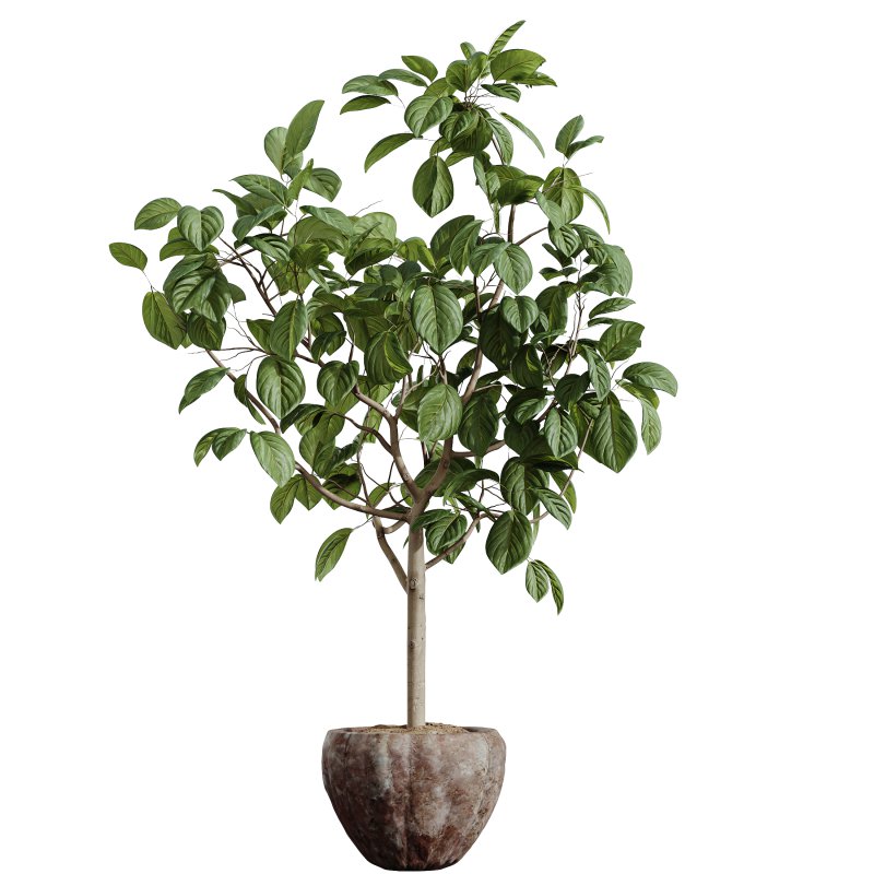 AV Indoor Plants Set 345 Ficus Dracaena Marginata and Alnus Alder Betulaceae - Image 1