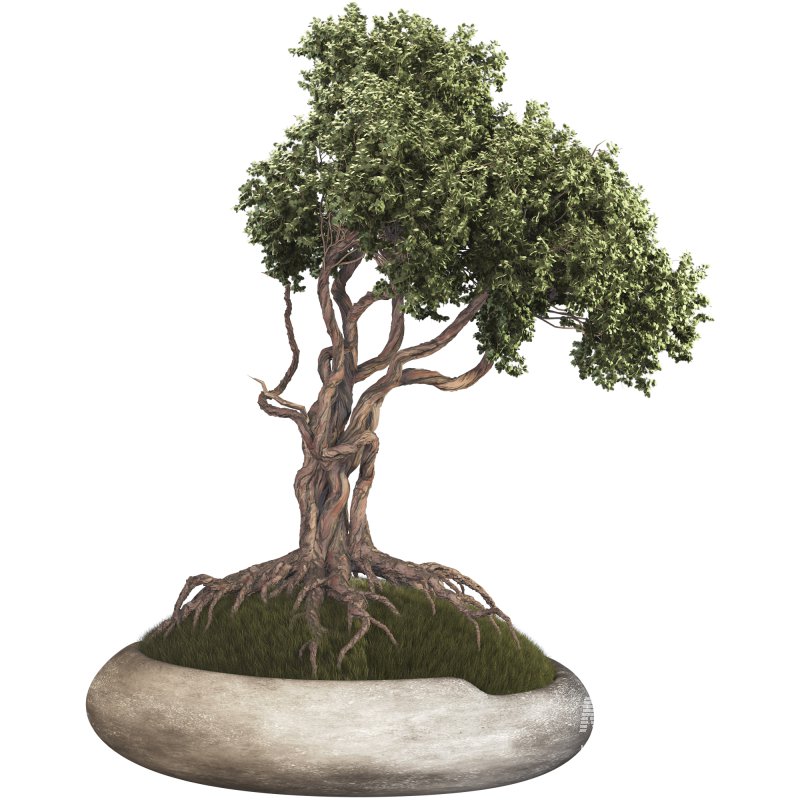 Bonsai - Image 4