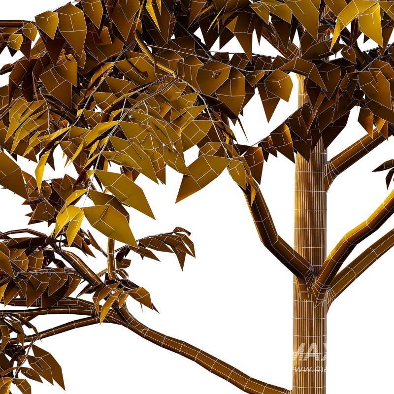 Celtis australis Tree 01 - Image 7