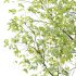 Celtis australis Tree 02 - Thumbnail 3