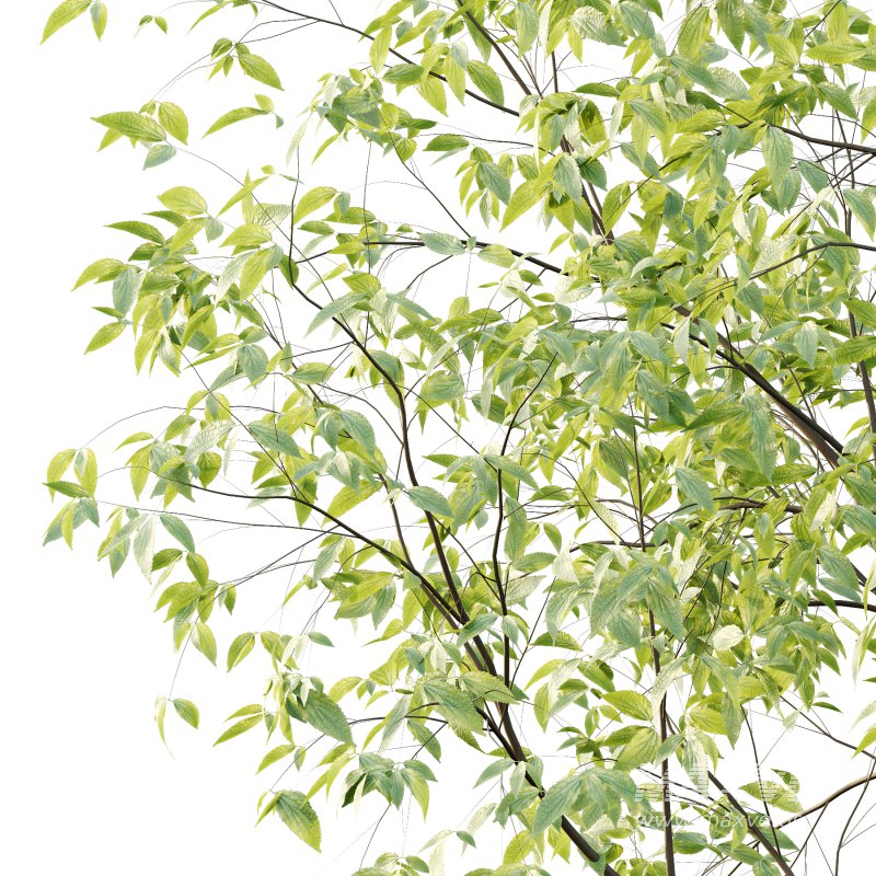 Celtis australis Tree 02 - Image 3