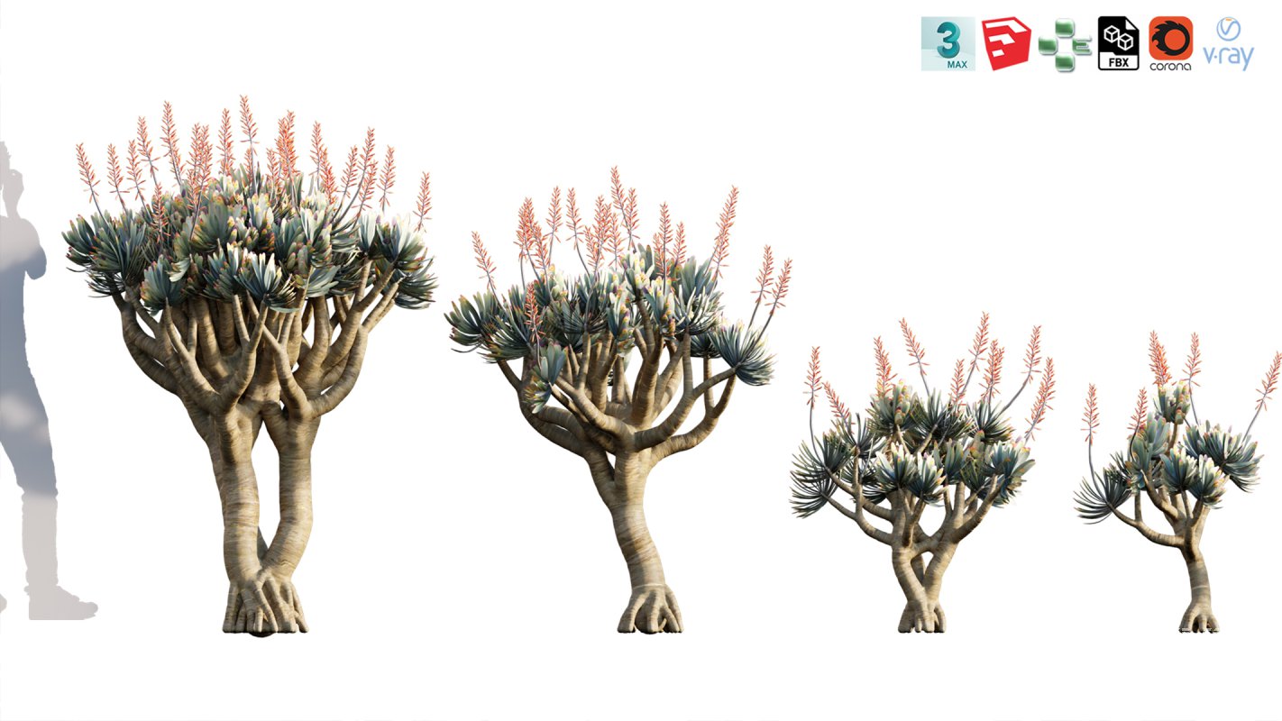 Collection 12 – Desert Garden - Image 19
