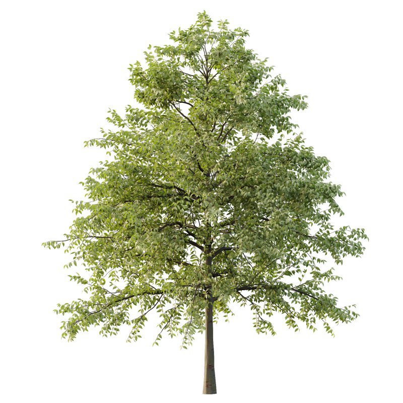 Celtis australis Tree 07 - Image 3