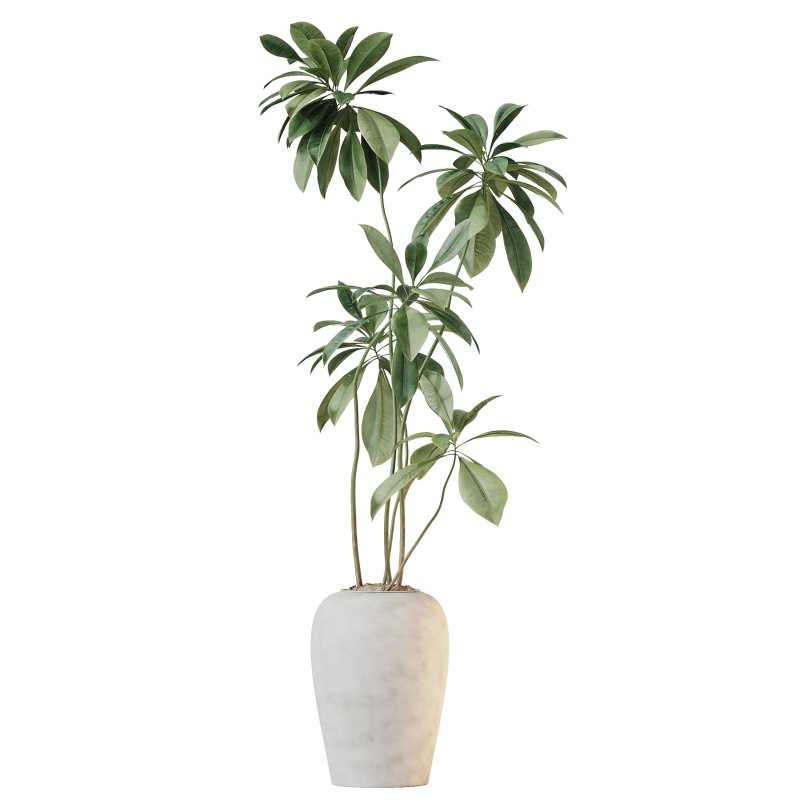 AV Indoor Plants Set 347 Arbequina Olive and Ficus Cyathistipula and Cunjevoi Alocasia and Yucca Palm - Image 8