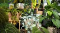 Collection 15 – Interior Plants - Thumbnail 2