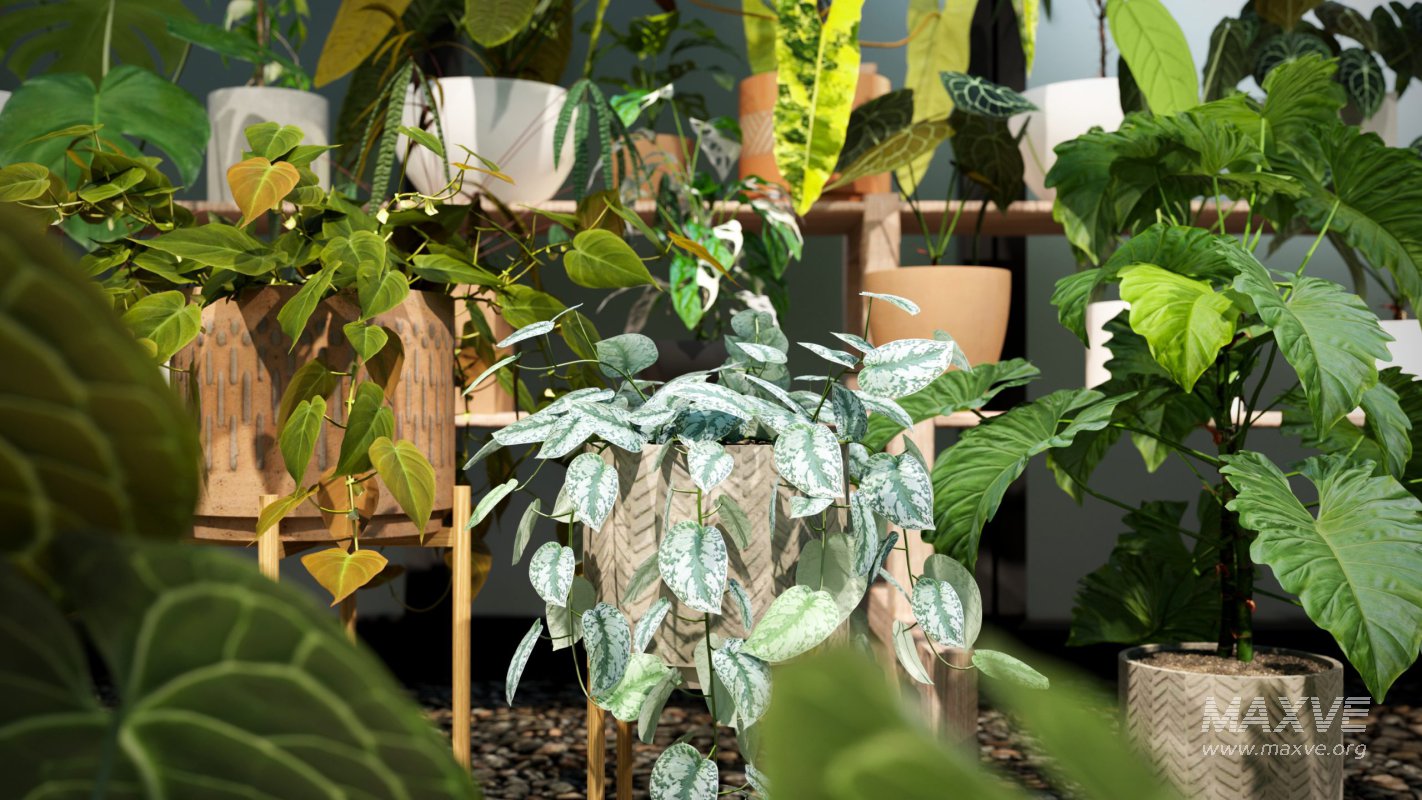 Collection 15 – Interior Plants - Image 2