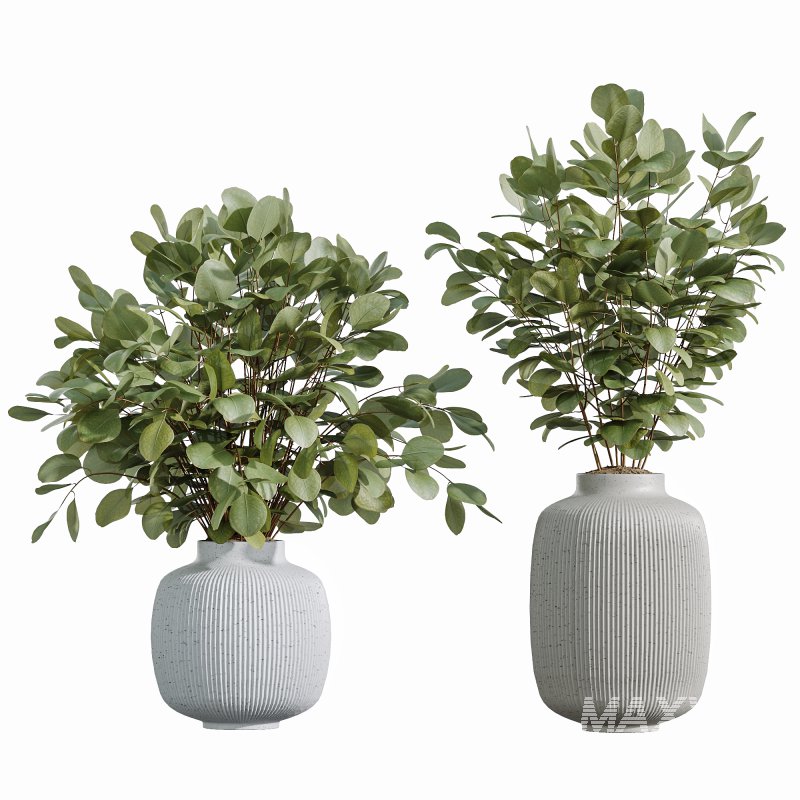 AV Indoor Plants Set 343 Eucalyptus Bouquet and Olive and Ficus Dracaena and Sansevieria - Image 7
