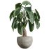 AV Indoor Plants Set 347 Arbequina Olive and Ficus Cyathistipula and Cunjevoi Alocasia and Yucca Palm - Thumbnail 9