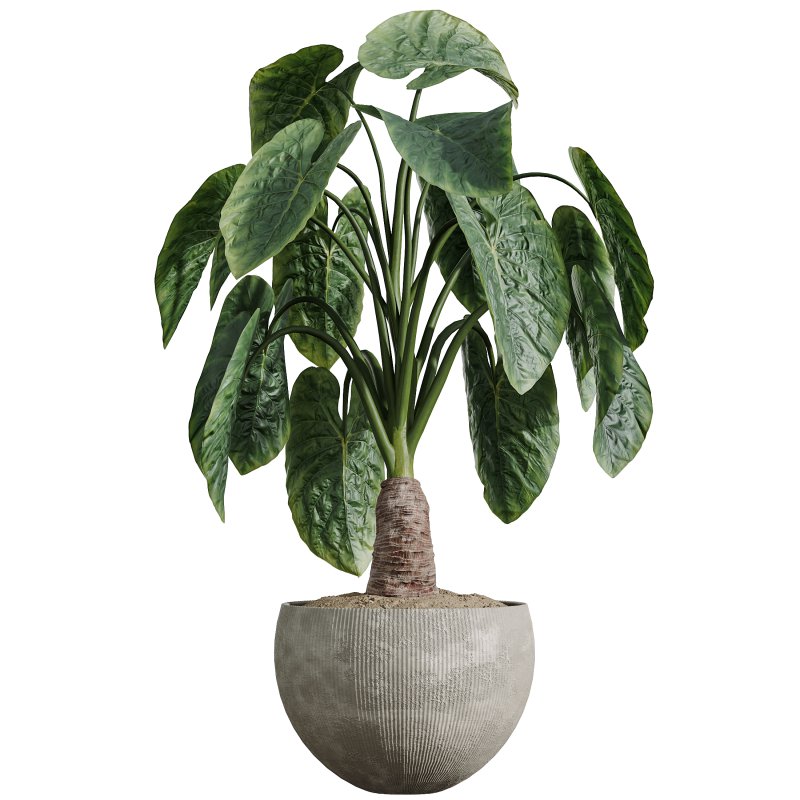 AV Indoor Plants Set 347 Arbequina Olive and Ficus Cyathistipula and Cunjevoi Alocasia and Yucca Palm - Image 9